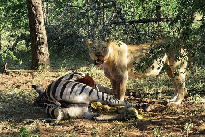 Half Day Chobe With Lunch - Botswana - Inclusions