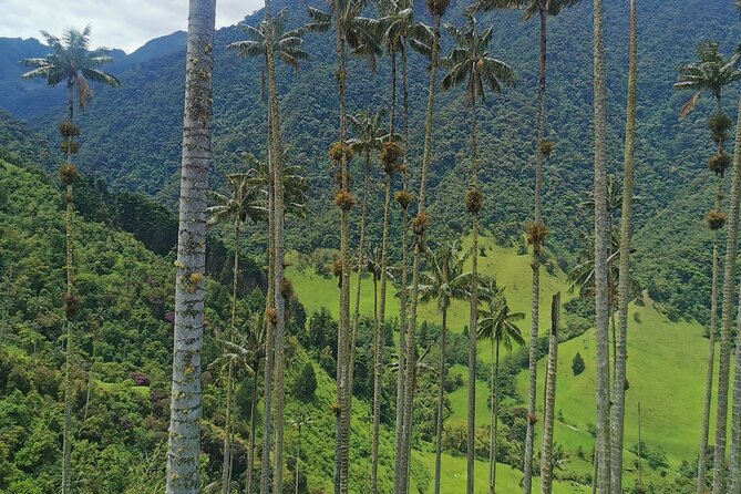 Half-Day Cocora Serenity Adventures - Traveler Recommendations