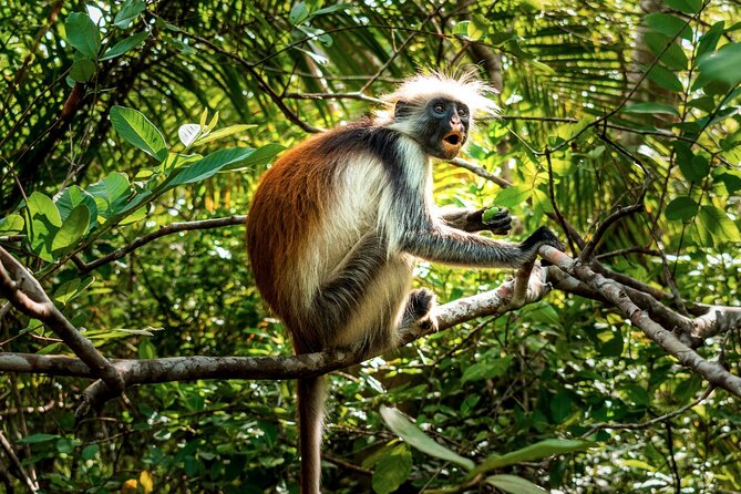 Half-Day Jozani Forest and Spice Farm Guided Tour - Pricing and Group Size