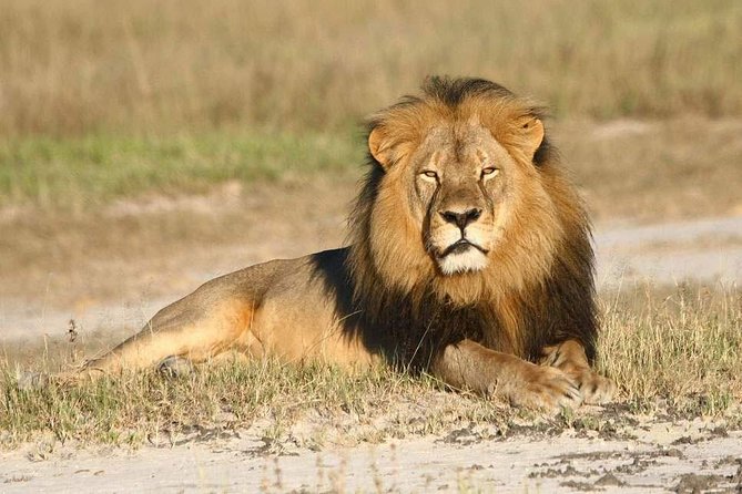 Half Day Nairobi National Park Tour From Nairobi - What To Expect