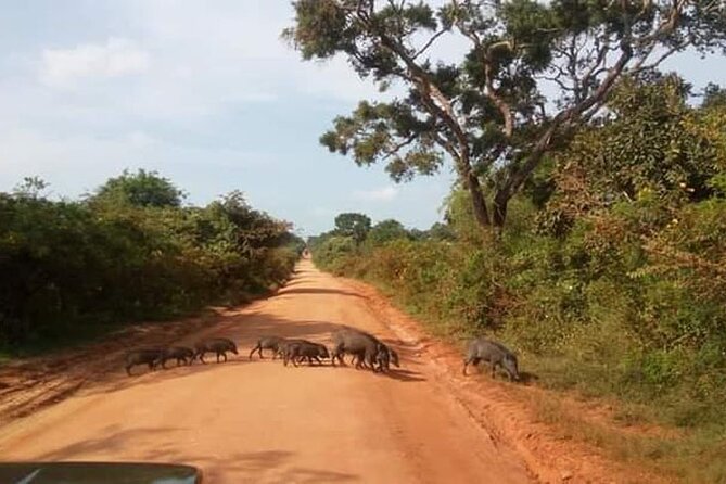 Half-Day Private Safari Tour in Yala National Park - Cancellation Policy