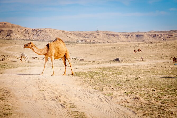 Half Day Private Tour in Kuwait City & Desert - Directions and Location
