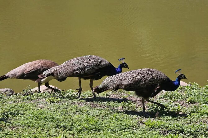 Half Day Private Tour to Botanical Garden in Chania - Flexible Scheduling