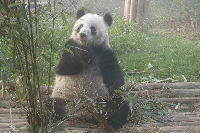 Half-Day Self-Guided Chengdu Panda Research Base Tour - Special Offer
