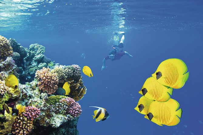Half-day Snorkeling at Mnemba Coral Gardens - Snorkeling Experience Overview