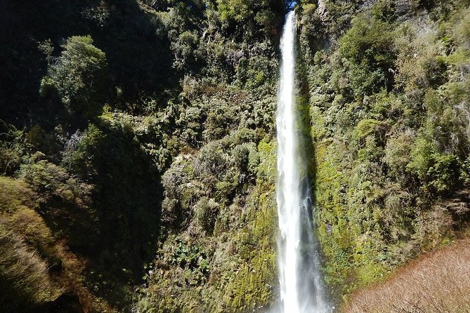 Half Day Tour to the Eyes of Caburgua From Pucon - Pricing Details