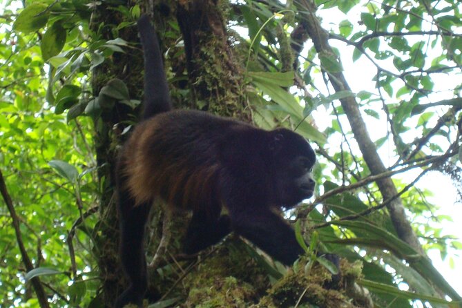 Hanging Bridges Walk in Costa Rica - The Sum Up
