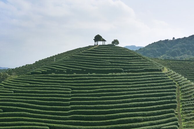Hangzhou Jiuxi and Tea Village Hiking Trip From Shanghai by Train - What To Expect