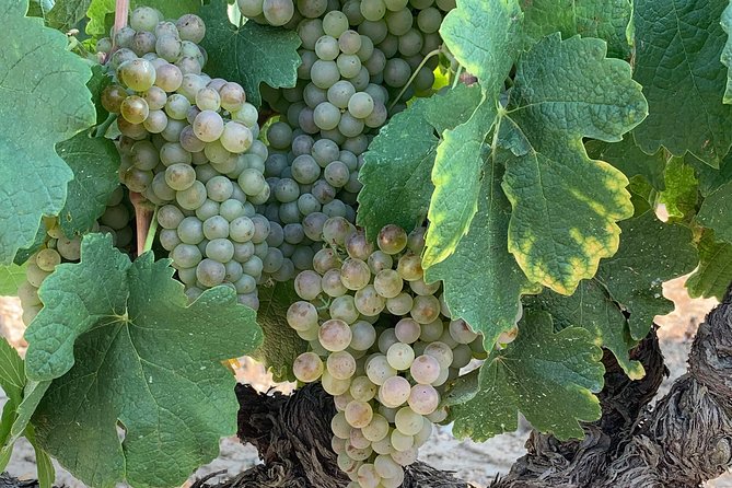Highlights of Sète: History, Food and Wine Experience - Tour Inclusions and Logistics