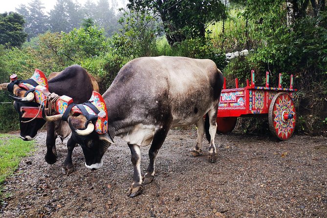 Hike in the Rainforest and Coffee Tour in Monteverde - Directions for Booking and Participation