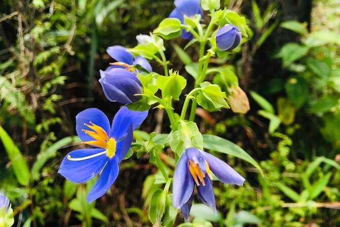 Hiking and Trekking to Adams Peak via Peak Wilderness Sanctuary. - Navigating the Peak Wilderness Sanctuary