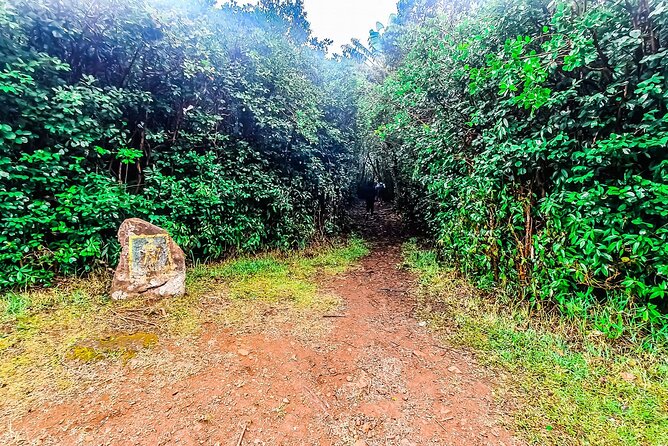 Hiking Piton De La Petite Riviere Noire Mountain Including Lunch & Transfer - Weather Considerations and Lowest Price Guarantee