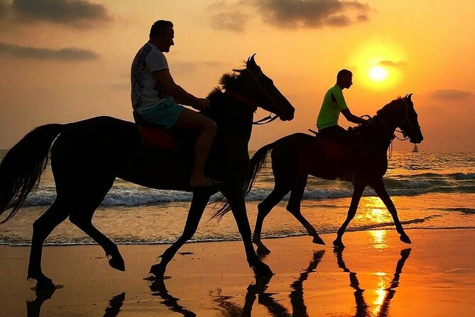 Horse Riding in Dahab - Operator Information