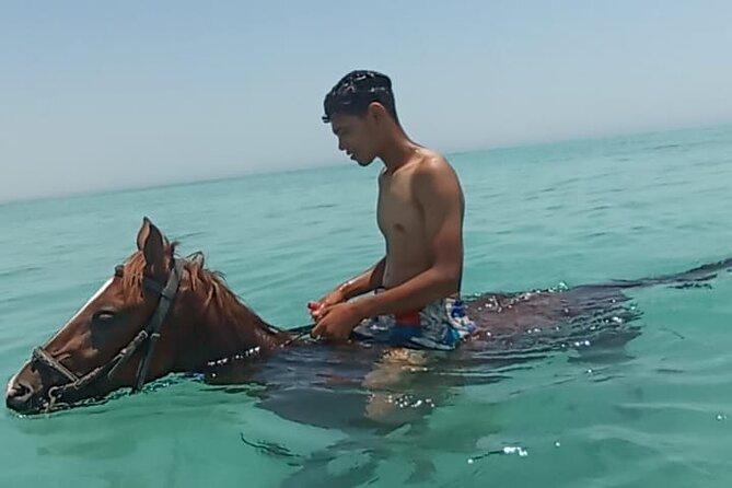 Horse Riding in Hurghada 1 Hour Beach - Operator Details