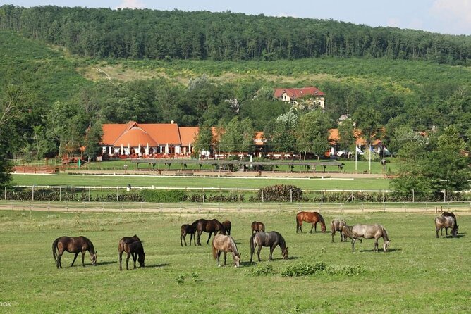 Horse Show, Lunch, Carriage Ride, Palace Visit Private Near Bp - Price and Booking
