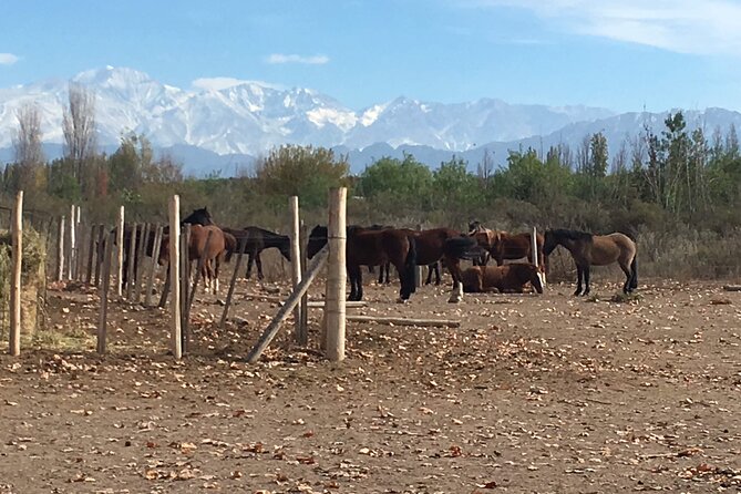 Horseback Riding Rancho Viejo With Barbecue and Wine - Accessibility Considerations