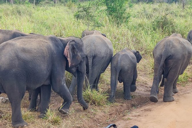 Hurulu Eco Park Private Safari From Dambulla - Expectations and Accessibility