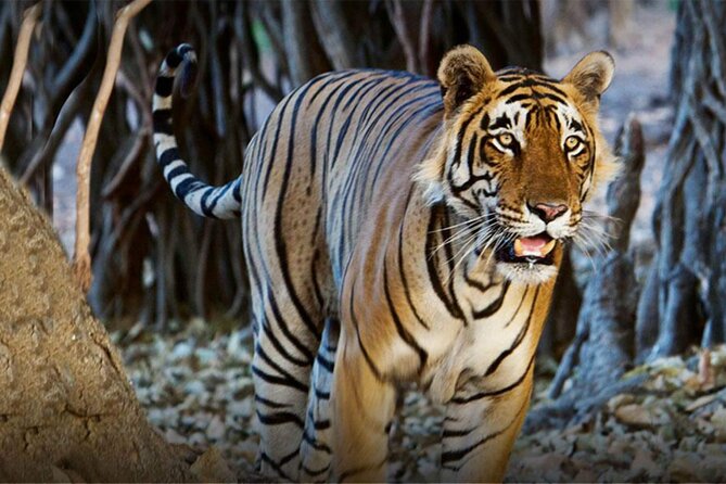 India Wildlife Photography Tour - Cost Breakdown and Booking Options