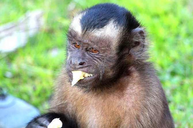 Iquitos: 3 Days and 2 Nights Amazon Jungle Tour - The Sum Up