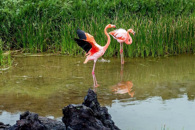 Isabela Island Explorer 2 Days -1 Night - What to Expect