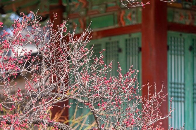Jeonju Hanok Village and Plum Blossom Festival Shared Tour - Cancellation Policy