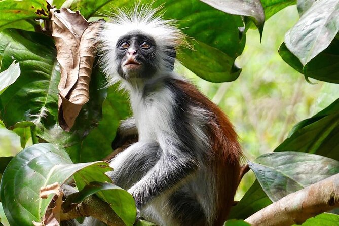 Jozani Forest Tour; The Island Pongwe Restaurant; Baraka Aquarium; Kendwa Beach - Cancellation and Refund Policy