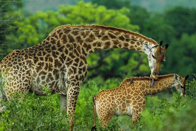 Karen Blixen, Giraffe Center, Beads Center and Bomas of Kenya - Tour Logistics