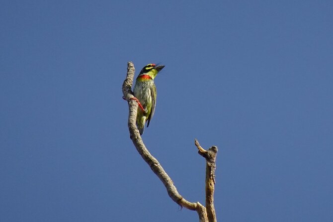 Karnala Bird Sanctuary Excursion From Mumbai With Brunch - Cancellation Policy and Pricing