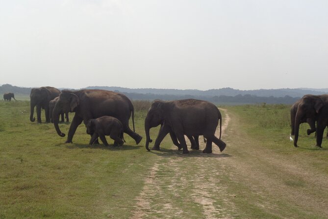 Kaudulla National Park - Private Safari From Sigiriya - Pricing and Reservation
