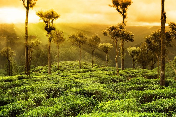 Kerala Homestay Tour - Cultural Immersion Activities