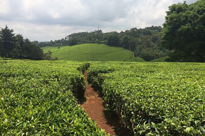 Kiambethu Tea Farm Full-Day Tour From Nairobi With Lunch - Booking Information