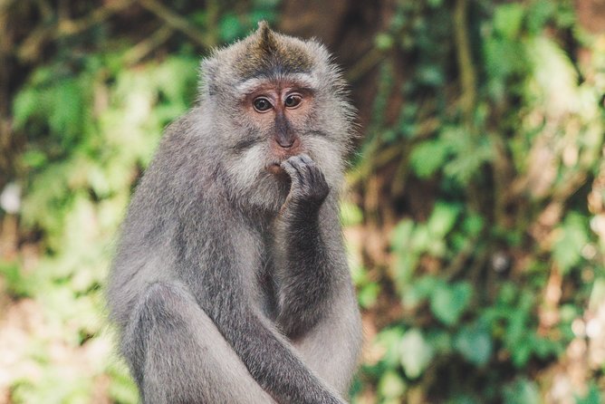 Kuala Lumpur Tour: Skybrige at Twin Tower & Batu Caves W/Lunch & Selangor Pewter - Tour Restrictions