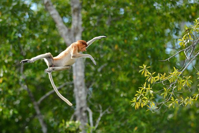 Labuk Proboscis, Sepilok, Sun Bear, Sandakan City Tour & Lunch - Pickup and Meeting Points