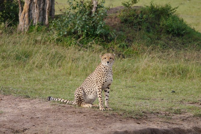 Lake Manyara National Park Day Tour - What To Expect