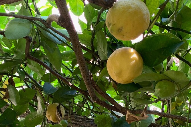 Lemon Experience With Tasting in Tramonti - Operator Information