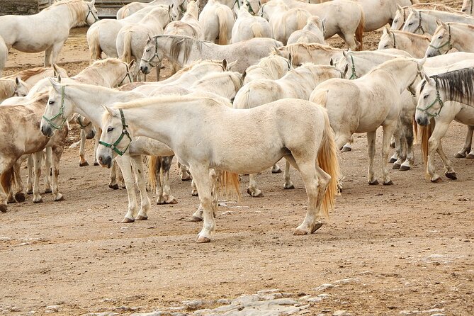 Lipica Stud Farm Tour (Up to 8 Persons) - What to Expect