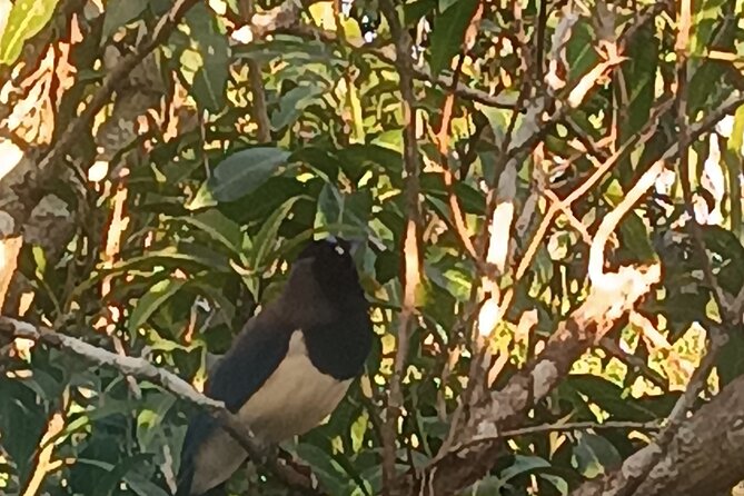 Local Fishing Tour, Mangroves and Bird Watching With Lunch - The Sum Up