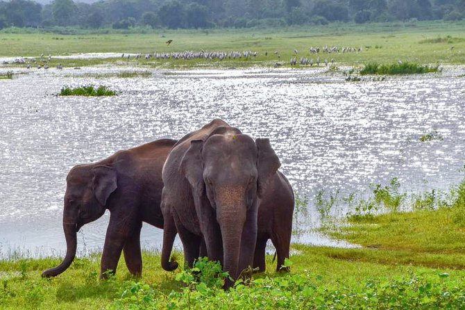 Lunugamvehera National Park Private With Naturalist (12 Hrs) - Booking Details