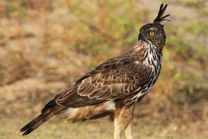 Luxury Safari Camping in Yala - The Sum Up