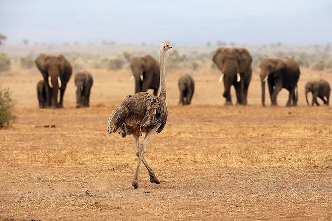 Maasai Mara Camping Road Safari ONE Night Best Budget ALL INCLUSIVE - Booking and Cancellation Policy