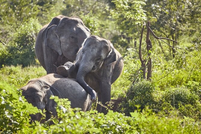 Maduru Oya Safari and Indigenous Village Day Trip From Ella - Price and Payment Options