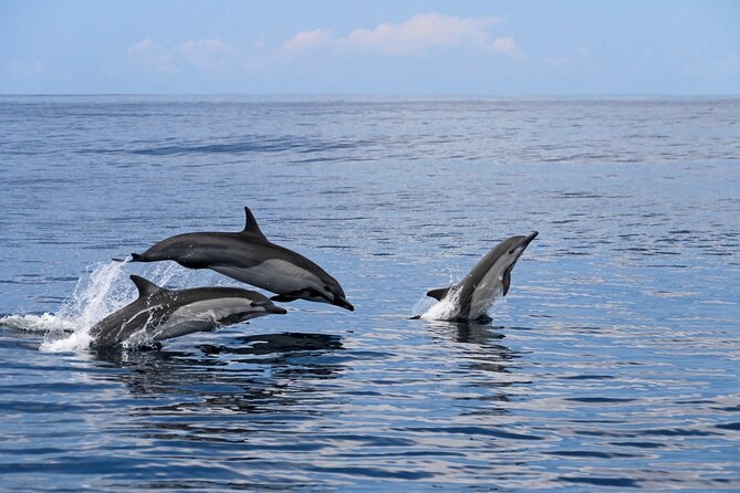 Majestic Giants Whale Watching in Mancora