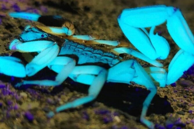 Manuel Antonio Jungle Night Tour - Meeting Point and End Point