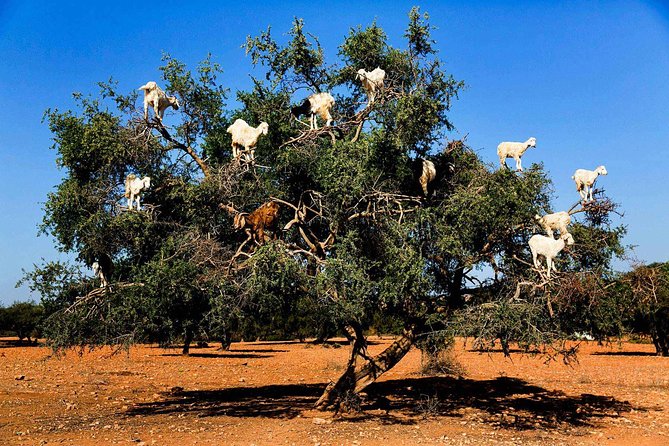 Marrakech Historical Day Trip to Essaouira - Booking Confirmation