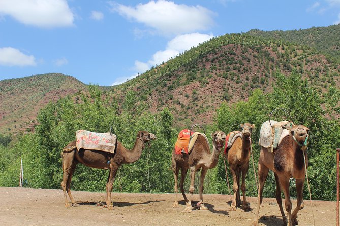 Marrakech To The Atlas Mountains Day Trip 3 Valleys & Camel Ride - Booking Information