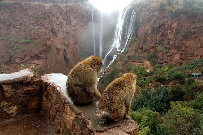 Marrakesh Day Trip to Ouzoud Waterfalls - How to Reserve Your Spot