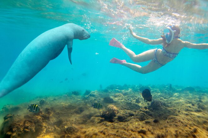 Marsa Alam Dolphin Watching Boat Tour Ocean Encounters - Booking Information