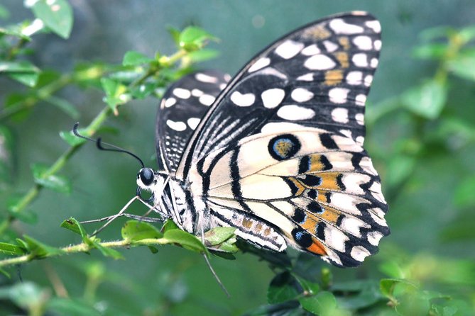 Melaka Full Day Tour Including 4 Admission Tickets With Lunch - Attractions Operating Hours