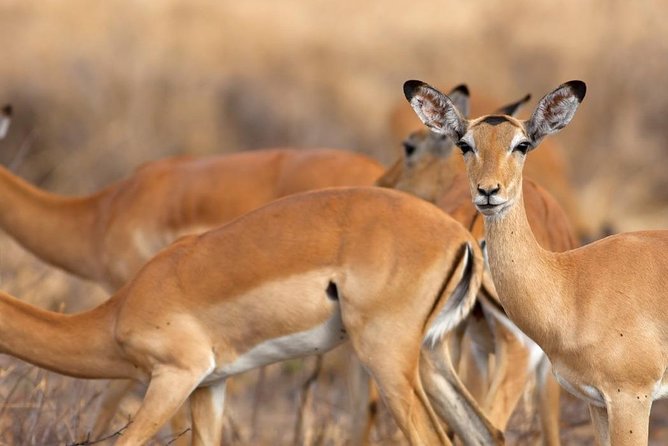 Mikumi Game Drive Safari - 2 Days - Safari Experience Highlights