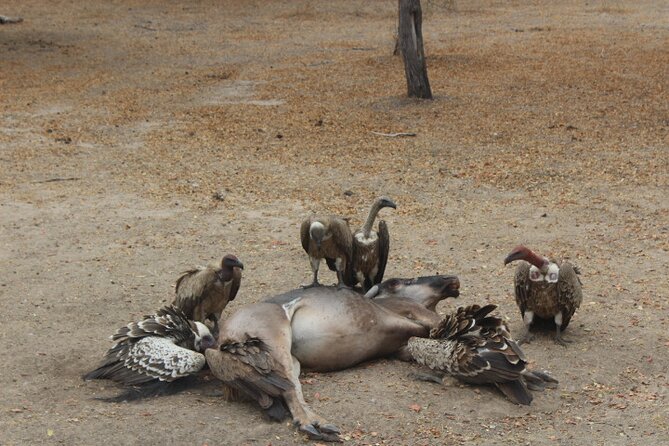 Mikumi National Park Day Trip Safari - What To Expect and Accessibility